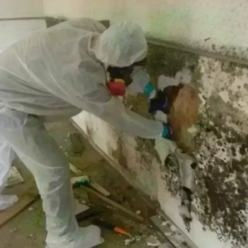 Mold Remediation and Removal in Ontario, CA